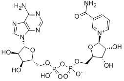 β-nikotinamid adenin dinukleotid